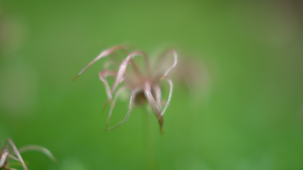 高山の花　４