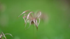 高山の花　４