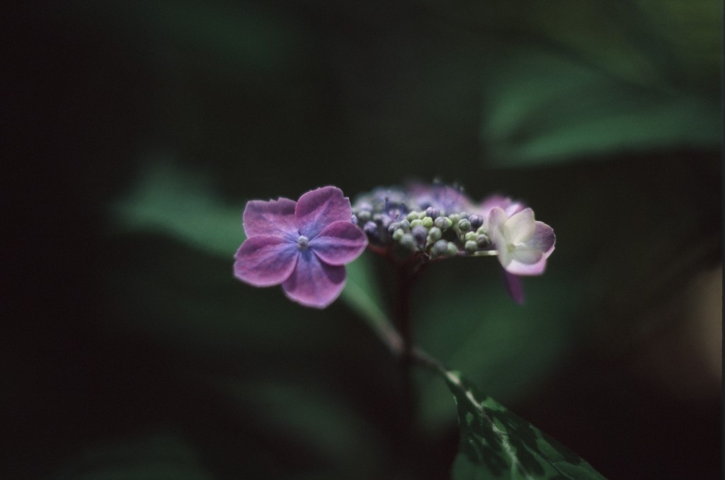小さな花２（フィルムスナップ）