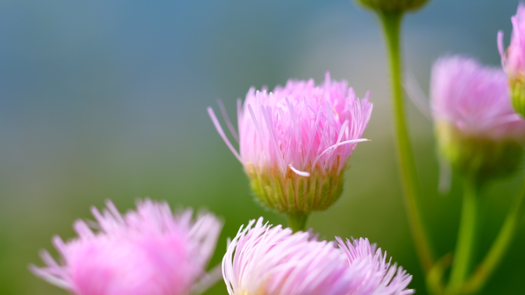 日差しを受けて