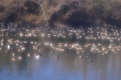 水鳥たちの夢