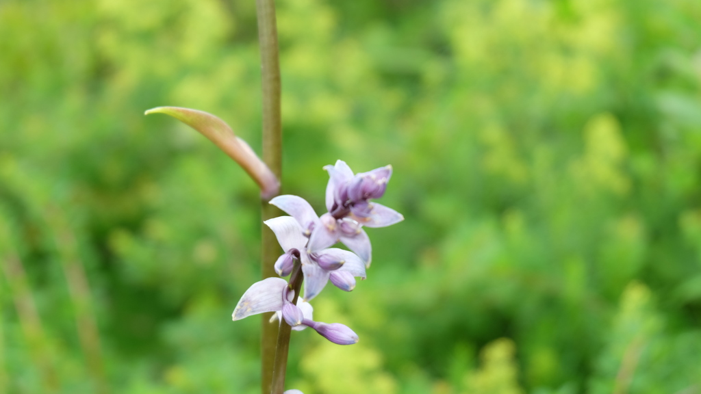 高山の花　１