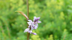 高山の花　１