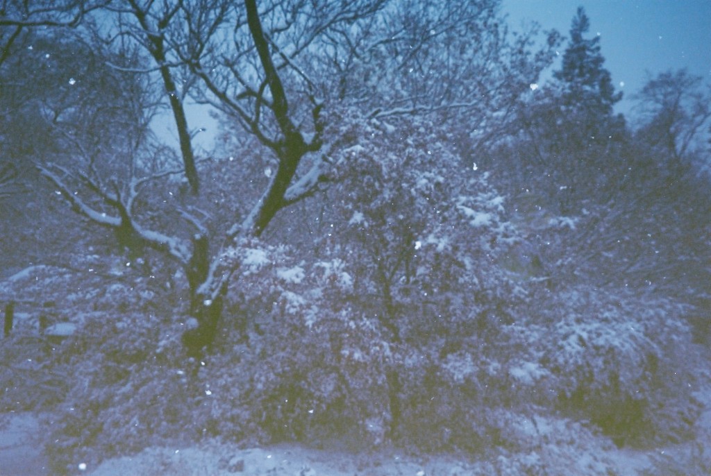 初雪の朝　(フィルムスナップ)