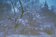 初雪の朝　(フィルムスナップ)