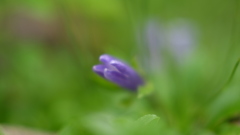 高山の花シリーズ　４　　チシマギキョウ