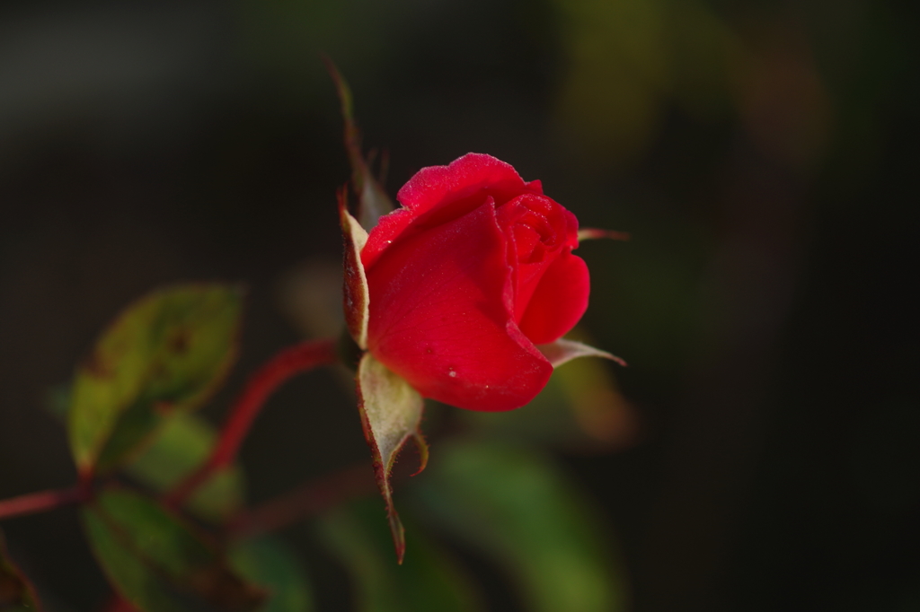 しずく pink の薔薇を君に・・・