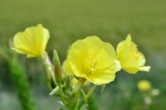 道端の花