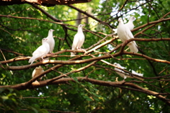 平和の白鳩