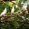平和の白鳩