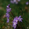 紫の花　（フィルムの残像　６）