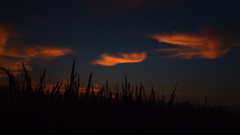 稲田の夕暮れ