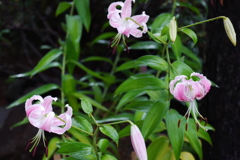my garden　　カノコユリ