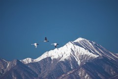 大空に舞う