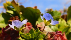 枯れ草の陰に　２