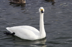 強面　（美しき白鳥の日々）