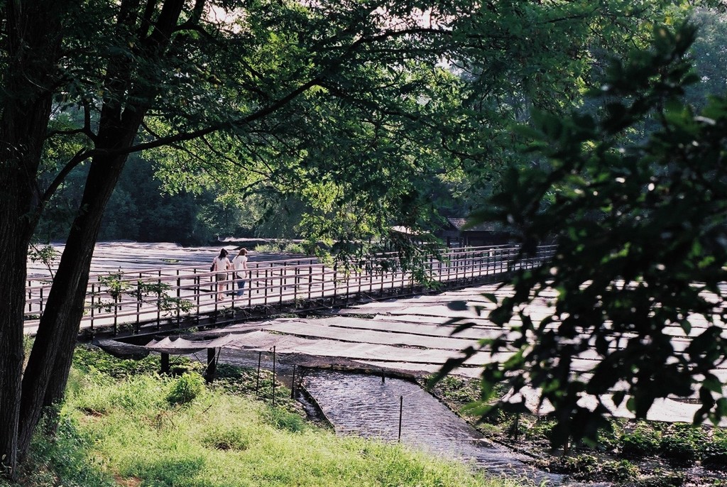 わさび田の朝　（フィルムスナップ）