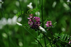 野辺の花　マメハギ・・・？