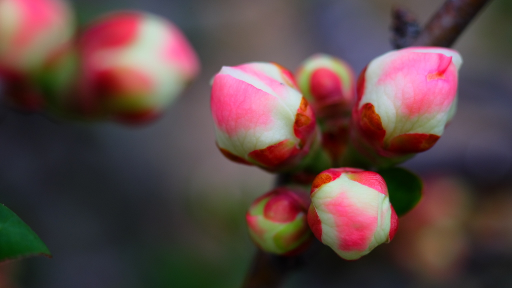 木瓜の蕾（庭の花たち）