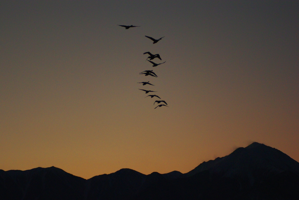 みんな帰ろう（夕暮れの白鳥シリーズ）