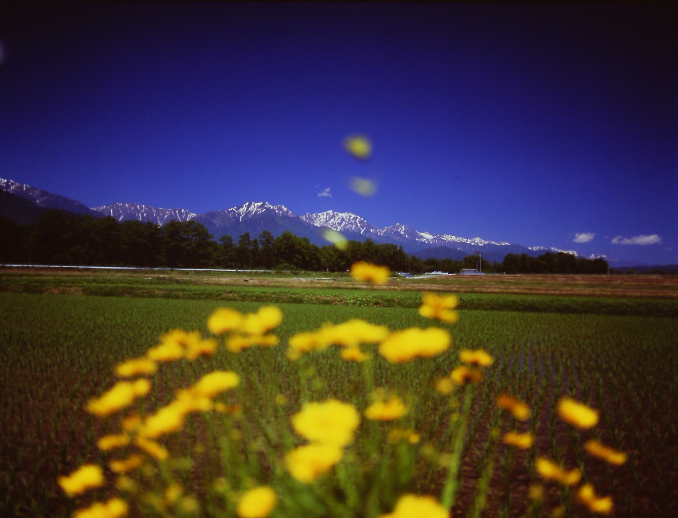 黄色い花・・・いや、蝶が！　（フィルムの残像）