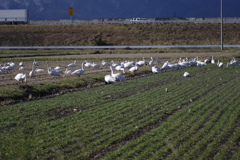 あれ、何してるの？（白鳥の日常）