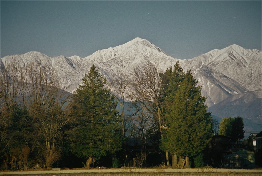 防風林