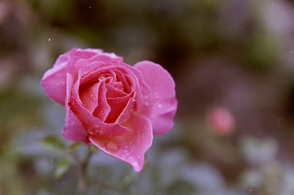 薔薇の想い　（フィルムの残像）