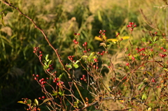 野薔薇の秋