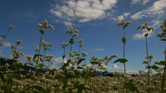 蕎麦畑　南の空