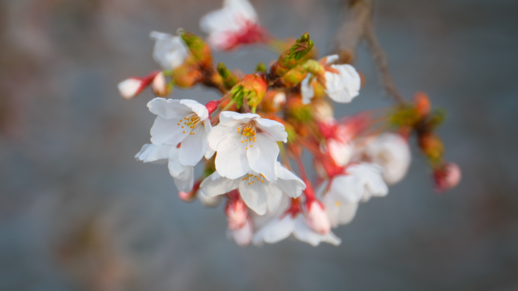 雨後花