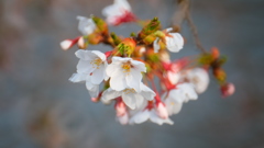 雨後花