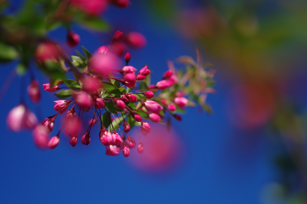 青空のもと　花海棠　４