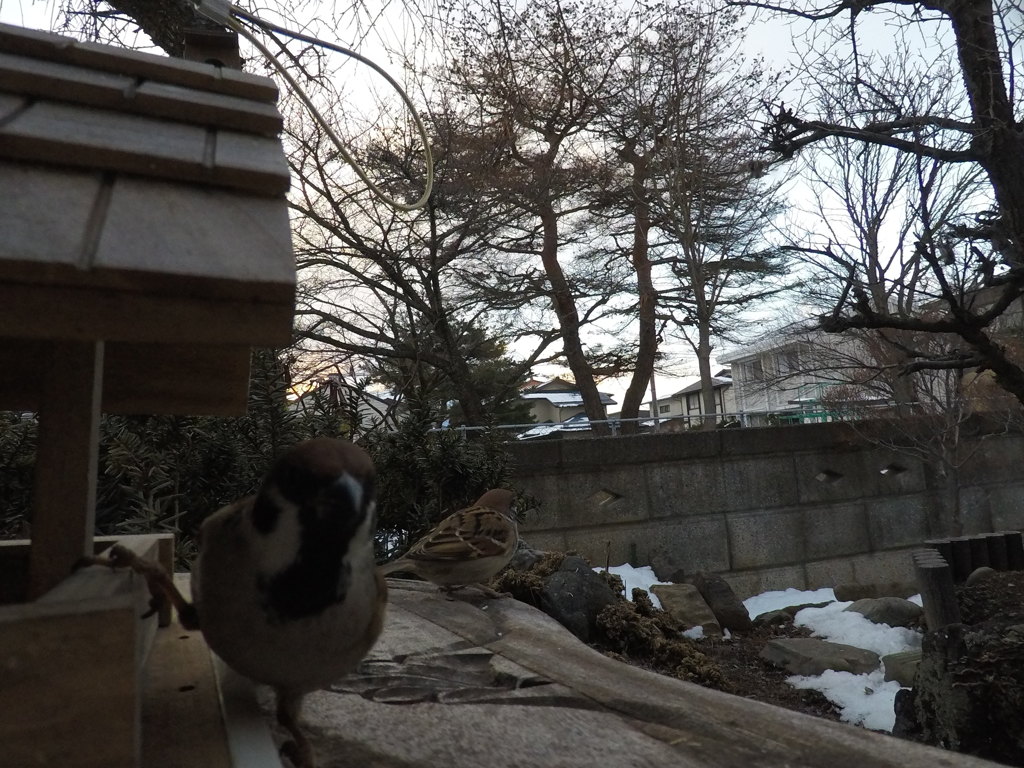我が家の雀たち３