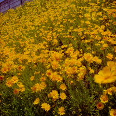 初夏の記憶　（フィルムの残像）