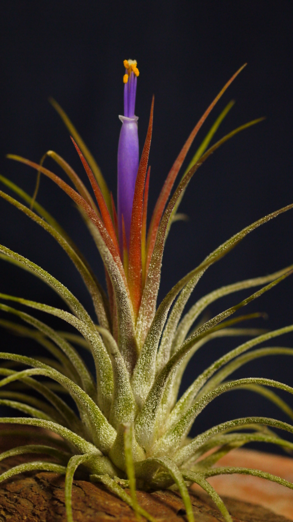 チランジア・イオナンタ４