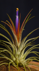 チランジア・イオナンタ４