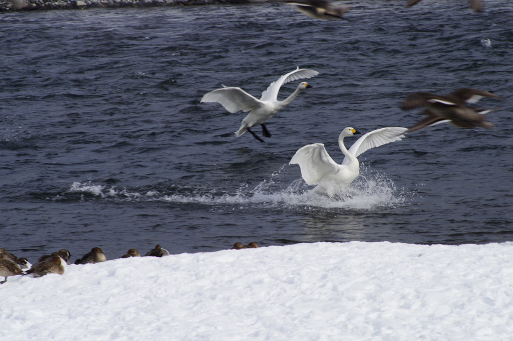 美しき白鳥の日々　（中継基地到着）
