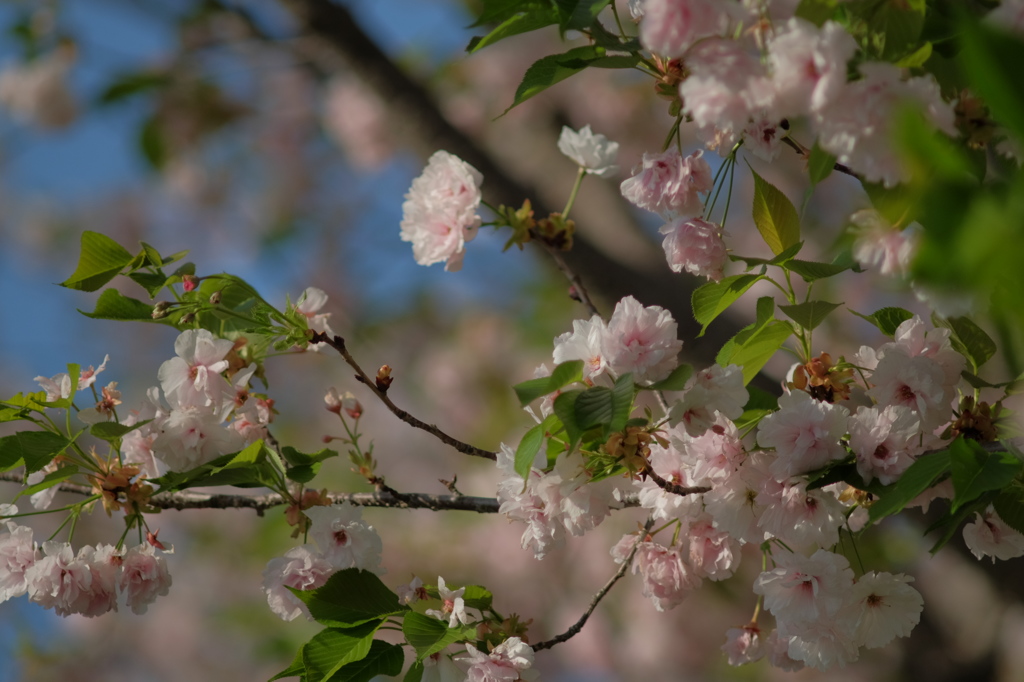 桜