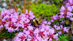 高原の花　イブキジャコウソウ