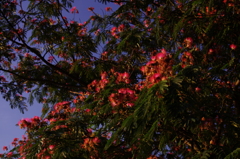 合歓の木と蒼空