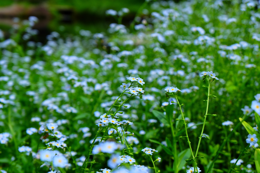 忘れな草　　群生