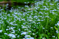 忘れな草　　群生
