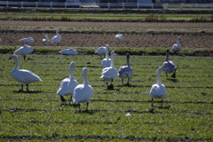 お散歩したり（白鳥の日常）
