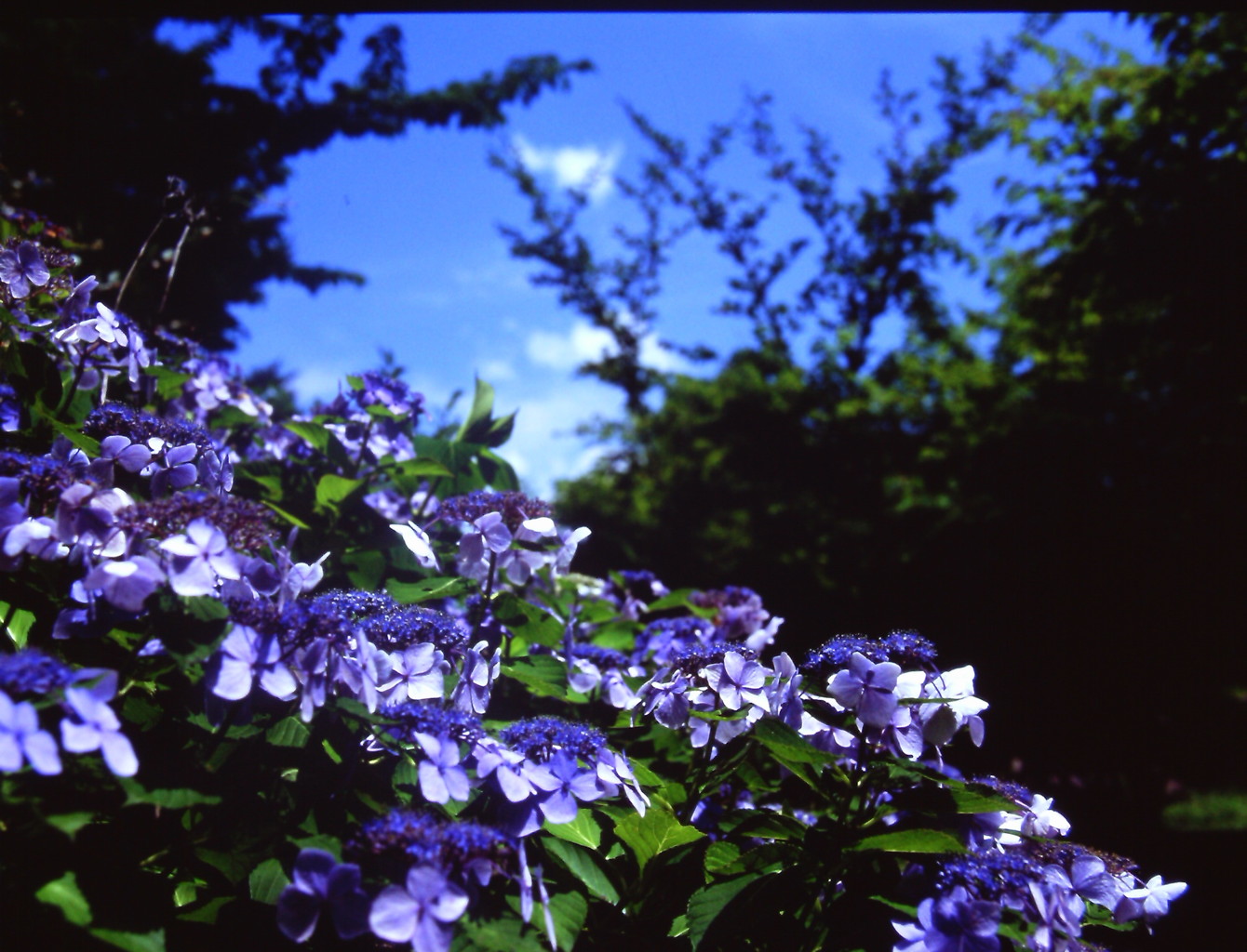 碧の木陰　(フィルムの残像)