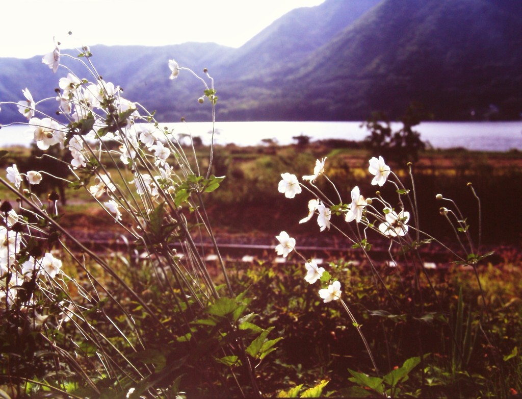 鉄道沿線　（フィルムの残像）