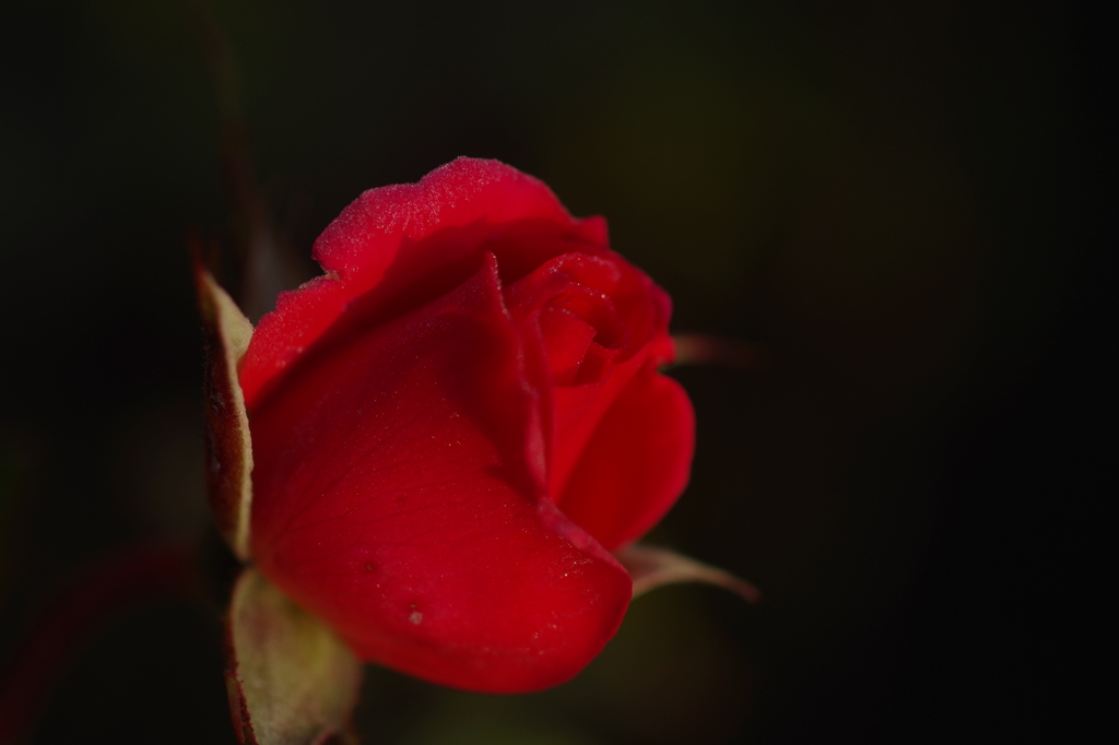 しずく pink の薔薇を君に・・・