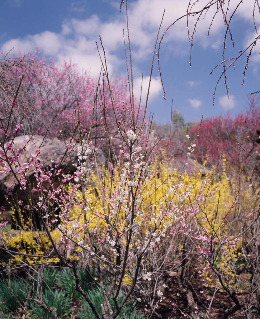 春の日の思ひ出　（フィルムの残像）