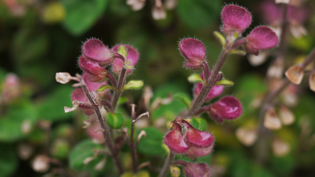 庭の小人たち　３