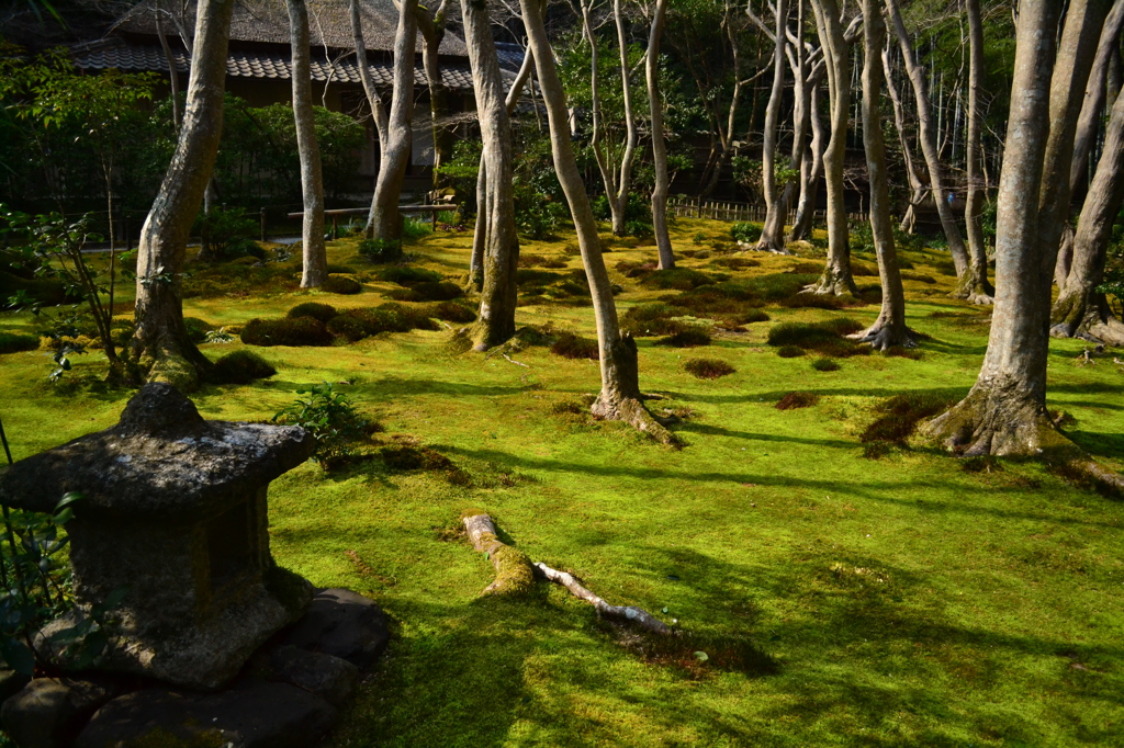 苔生す庭　（祇王寺）